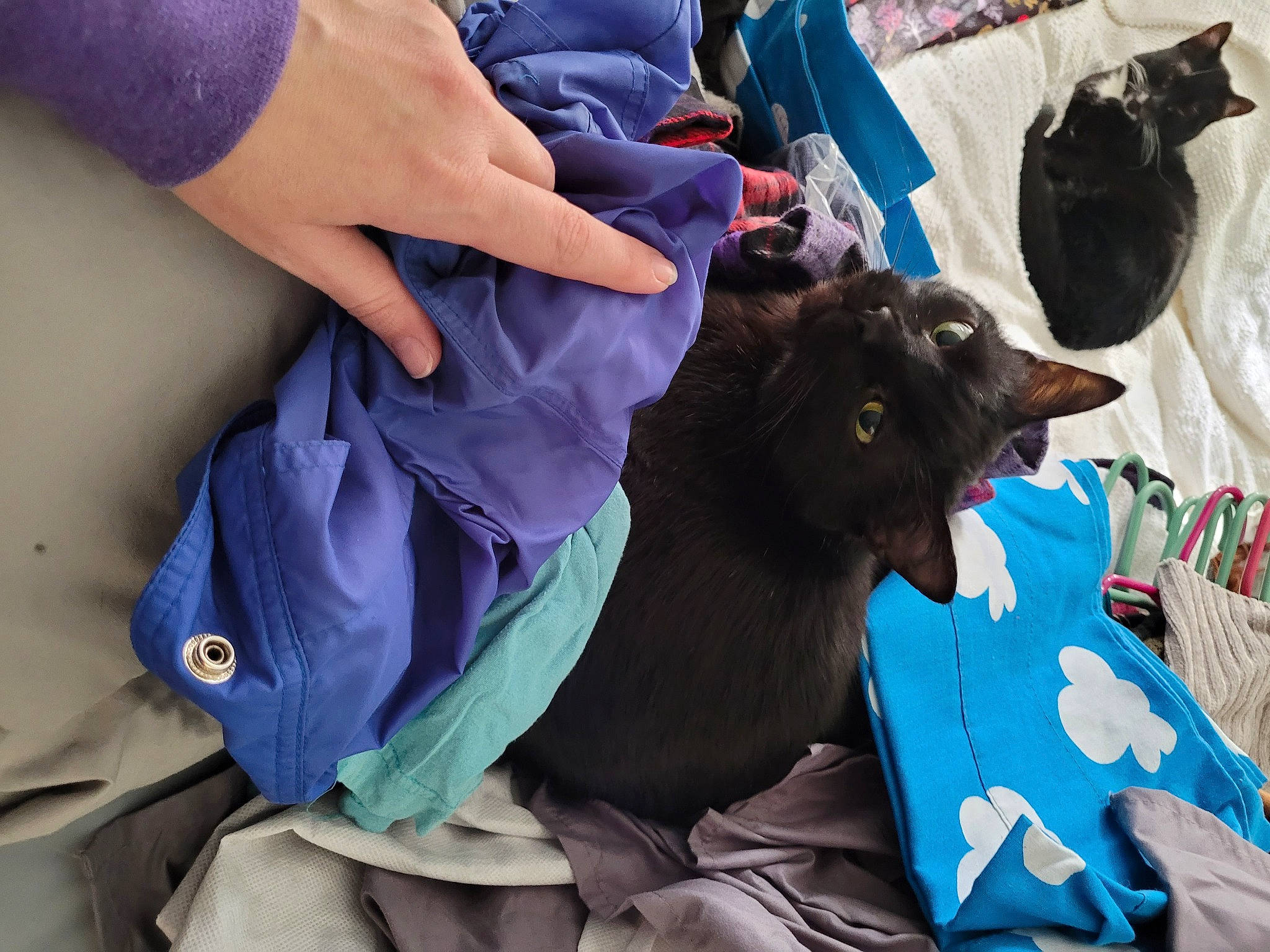 Beerus is registered to the contest to win money with this photo: bag, blue, canidae, carnivore, cat, comfort, companion_dog, dog_breed, electric_blue, fashion_accessory, felidae, fur, lap, linens, nail, purple, sitting, small_to_medium_sized_cats, sporting_group, whiskers