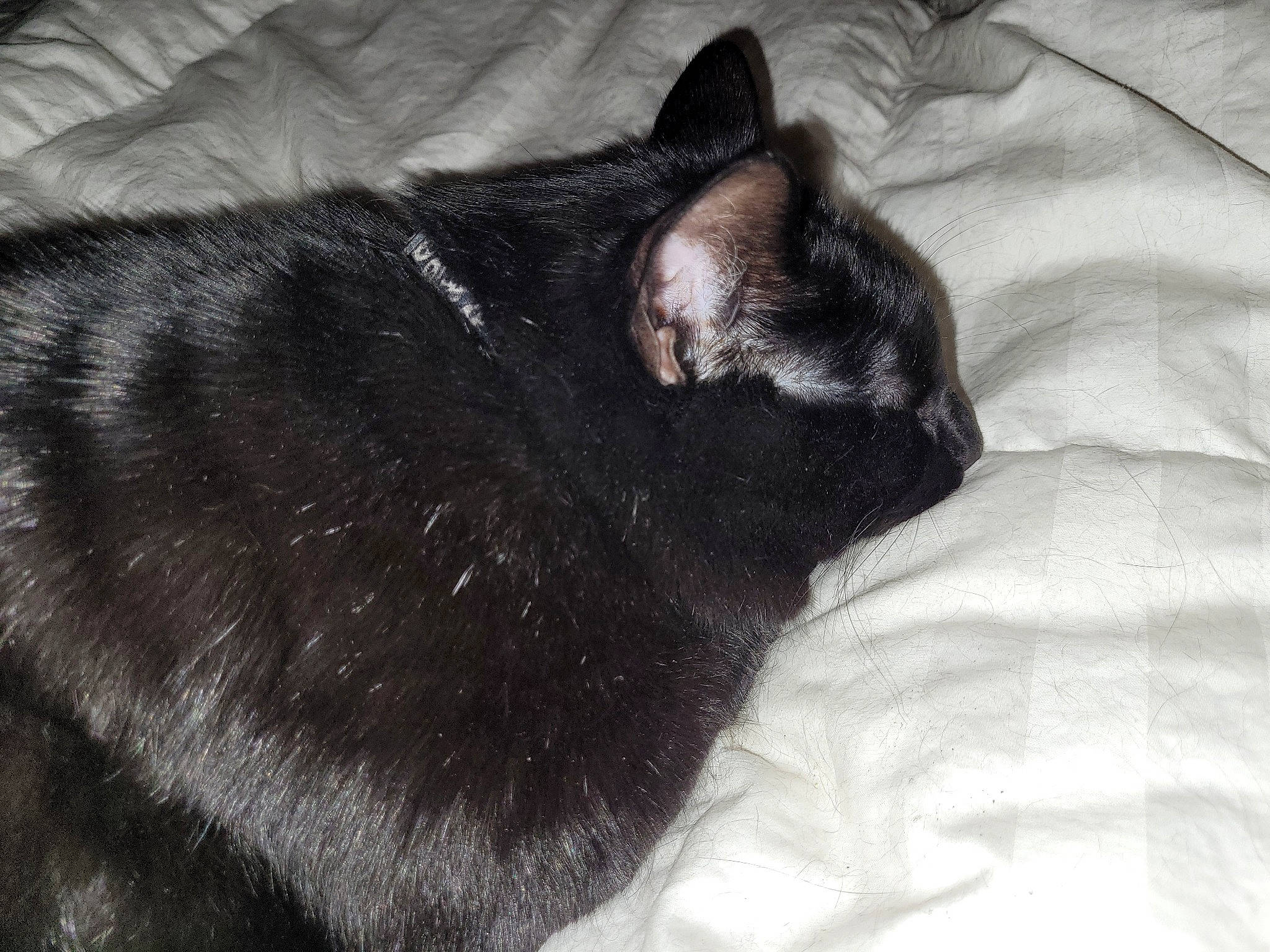 Beerus joined the competition — help win amazing prizes! black_cat, bombay, carnivore, cat, claw, comfort, domestic_short_haired_cat, felidae, fur, grey, linens, nap, sleep, small_to_medium_sized_cats, snout, tail, terrestrial_animal, whiskers