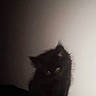 Baghera participe au concours pour gagner de l'argent avec cette photo : alone, animal, black_cat, curious, cute, dark, eyes, feline, fur, indoor, kitten, low_light, mammal, pet, portrait, shadow, sitting, small, whiskers, young
