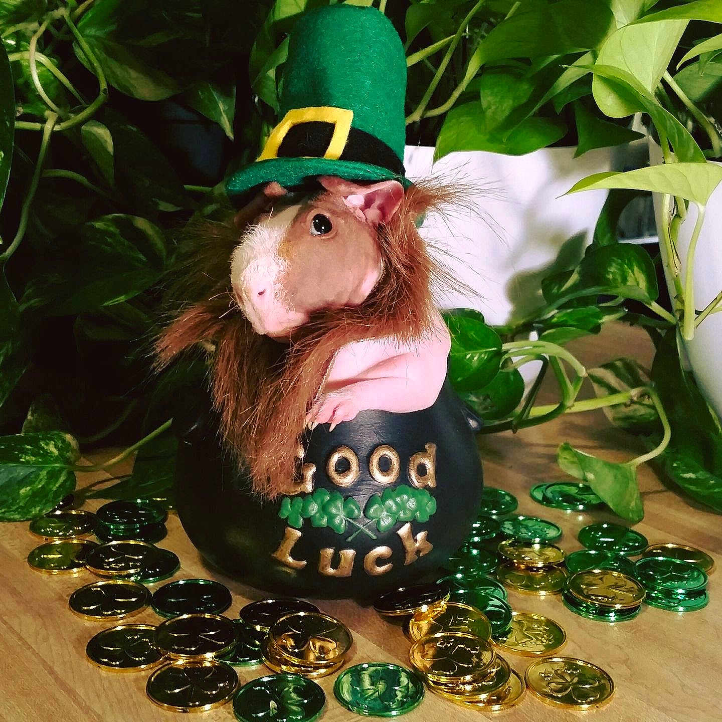 Elmer joined the competition — help win amazing prizes! canidae, costume_accessory, fawn, green, holiday, leprechaun, saint_patricks_day, shamrock, sporting_group