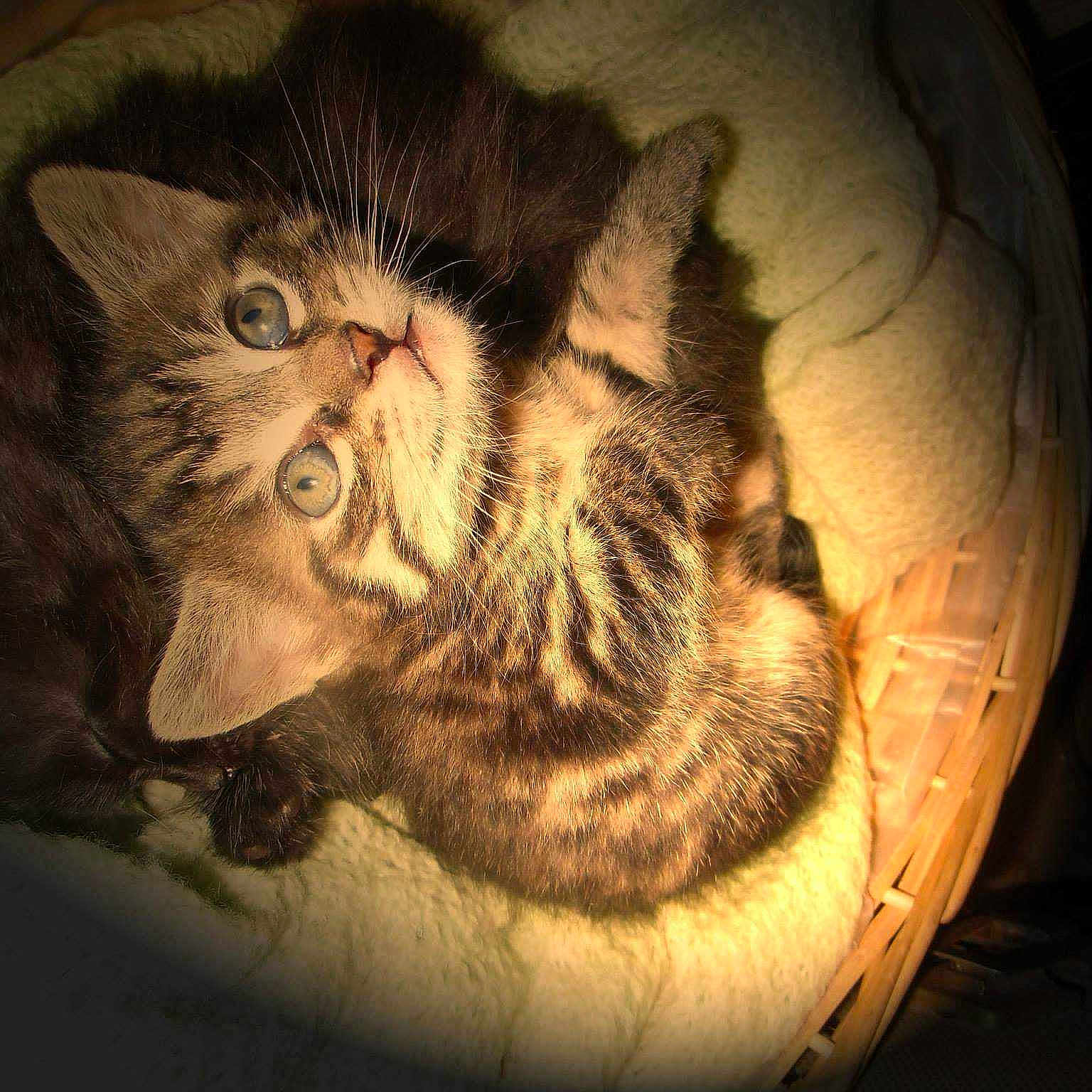 Negus participe au concours pour gagner de l'argent avec cette photo :