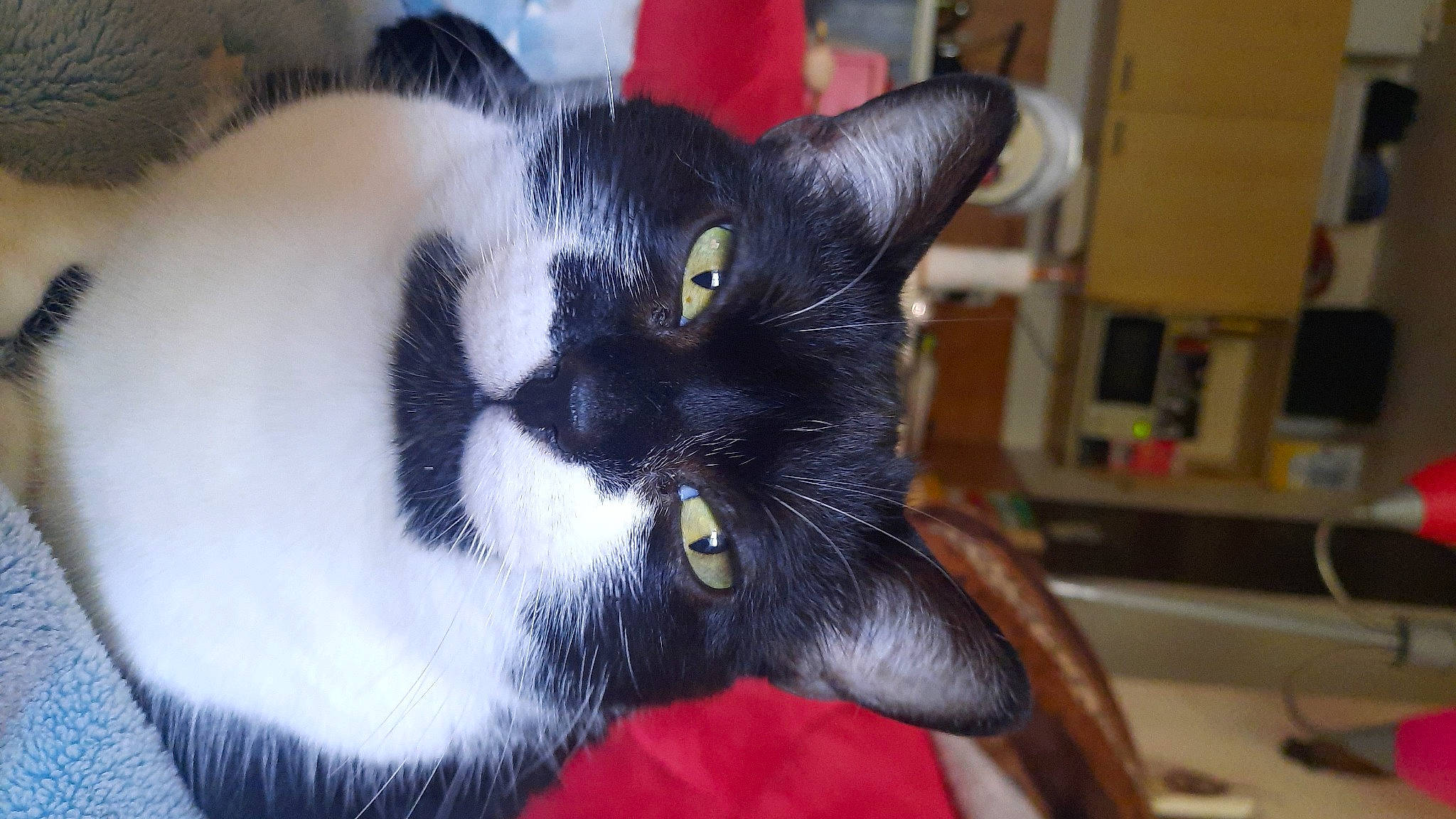 Whoopie a rejoint le concours — aidez-le/la à gagner de superbes lots ! black_cat, carnivore, cat, claw, comfort, domestic_short_haired_cat, ear, felidae, foot, fur, paw, plant, small_to_medium_sized_cats, snout, tail, terrestrial_animal, whiskers