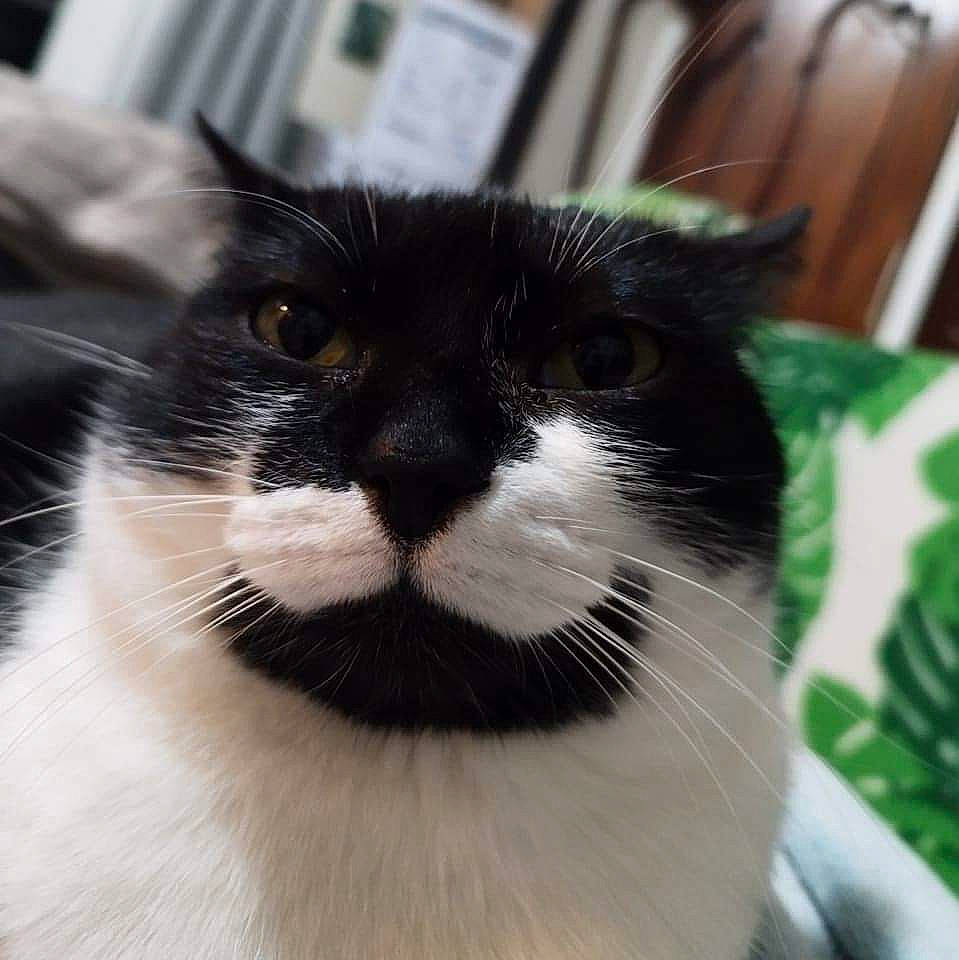 Whoopie participe au concours pour gagner de l'argent avec cette photo : carnivore, cat, domestic_short_haired_cat, eye, felidae, fur, hair, head, iris, monochrome_photography, small_to_medium_sized_cats, snout, terrestrial_animal, whiskers