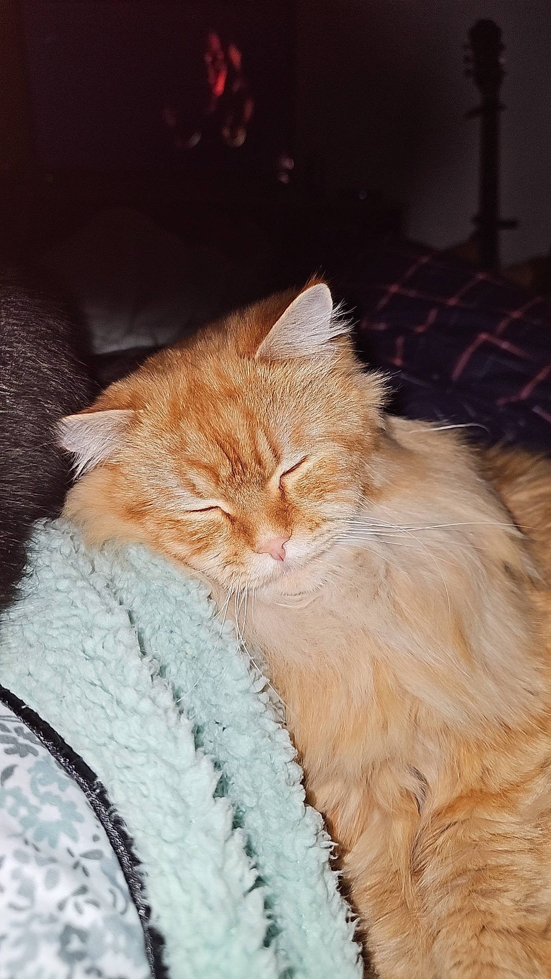 Yugi participe au concours pour gagner de l'argent avec cette photo : carnivore, cat, claw, comfort, domestic_short_haired_cat, fawn, felidae, fur, nap, paw, sleep, small_to_medium_sized_cats, snout, tail, whiskers