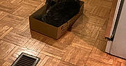 Timmy is registered to the contest to win money with this photo: animal, box, cardboard_box, cat, cozy, curious, domestic_animal, feline, floor_vent, flooring, green_cabinets, home, household, indoor, kitchen, looking_up, pet, plastic_bag, stove, wooden_floor