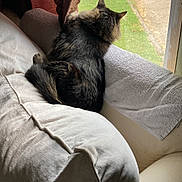 Timmy is registered to the contest to win money with this photo: animal, back_view, cat, couch, cozy, curtain, daylight, domestic_cat, fluffy, furniture, home, indoor, looking_out, pet, quiet, relaxing, resting, soft_light, towel, window