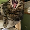 Timmy is registered to the contest to win money with this photo: cat, cat_tree, cozy, feather_toy, feline, fur, green_wall, indoor, mirror, mouth_open, paw, perch, pet, relaxed, tabby, teeth, tongue, towel, whiskers, yawning