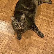Timmy joined the competition — help win amazing prizes! cat, tabby, pet, animal, fur, floor, wooden_floor, indoor, looking_up, curious, whiskers, ears, paws, relaxed, laying_down, domestic_cat, home, feline, cute, mammal