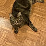 cat, tabby, pet, animal, fur, floor, wooden_floor, indoor, looking_up, curious, whiskers, ears, paws, relaxed, laying_down, domestic_cat, home, feline, cute, mammal