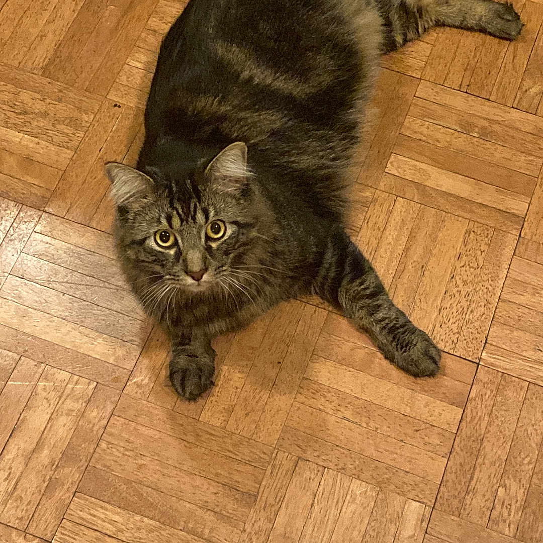 Timmy joined the competition — help win amazing prizes! cat, tabby, pet, animal, fur, floor, wooden_floor, indoor, looking_up, curious, whiskers, ears, paws, relaxed, laying_down, domestic_cat, home, feline, cute, mammal