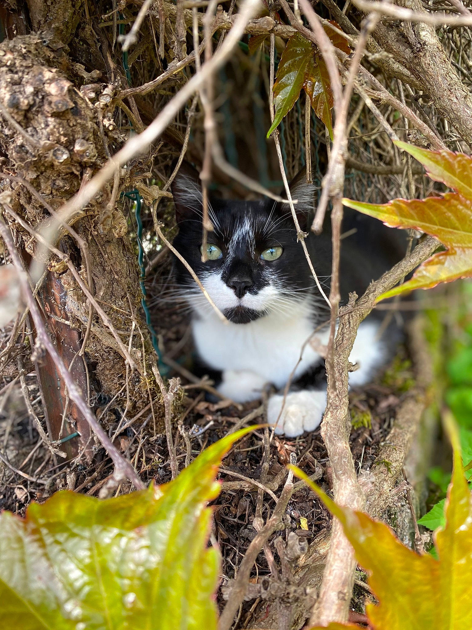 Boubou participe au concours pour gagner de l'argent avec cette photo : branch, carnivore, cat, felidae, fur, grass, groundcover, leaf, mammal, organism, plant, small_to_medium_sized_cats, tail, terrestrial_animal, terrestrial_plant, twig, vegetation, vertebrate, whiskers, wood