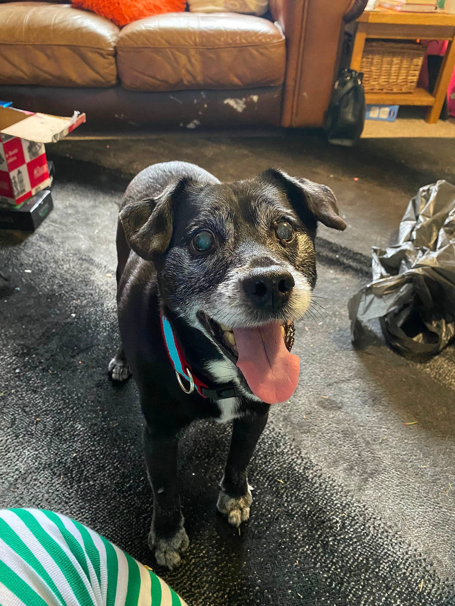 Zany joined the competition — help win amazing prizes! cabinetry, canidae, carnivore, collar, comfort, companion_dog, couch, dog, dog_breed, dog_collar, floor, flooring, hardwood, leash, living_room, shelf, snout, sporting_group, whiskers, working_animal