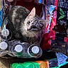 cat, tabby_cat, bottles, plastic_packaging, beverages, indoor, curious, pet, animal, container, tear, floor, looking_up, whiskers, ears, grey_fur, playful, closeup, domestic_cat, cute