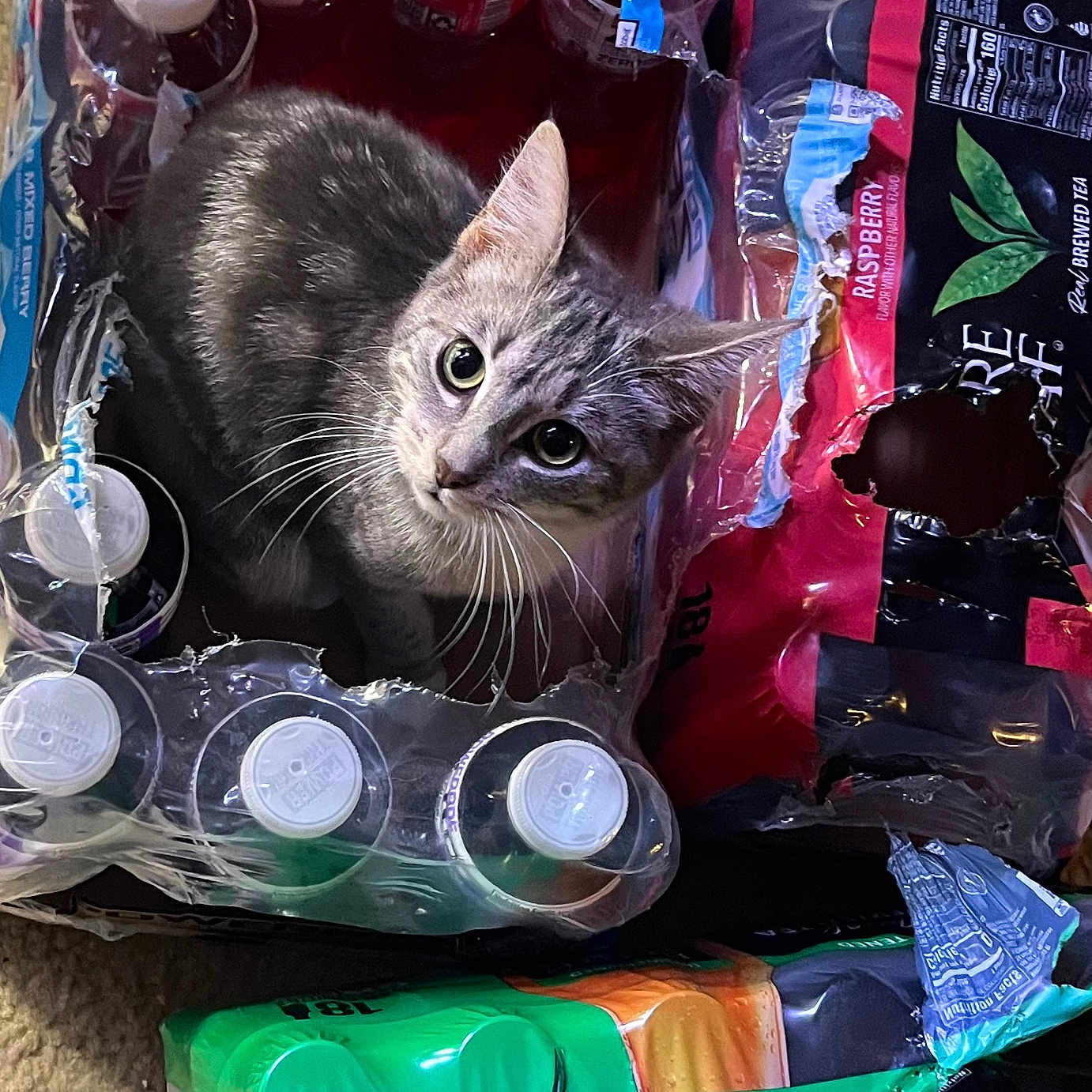 Gracie Lou joined the competition — help win amazing prizes! cat, tabby_cat, bottles, plastic_packaging, beverages, indoor, curious, pet, animal, container, tear, floor, looking_up, whiskers, ears, grey_fur, playful, closeup, domestic_cat, cute