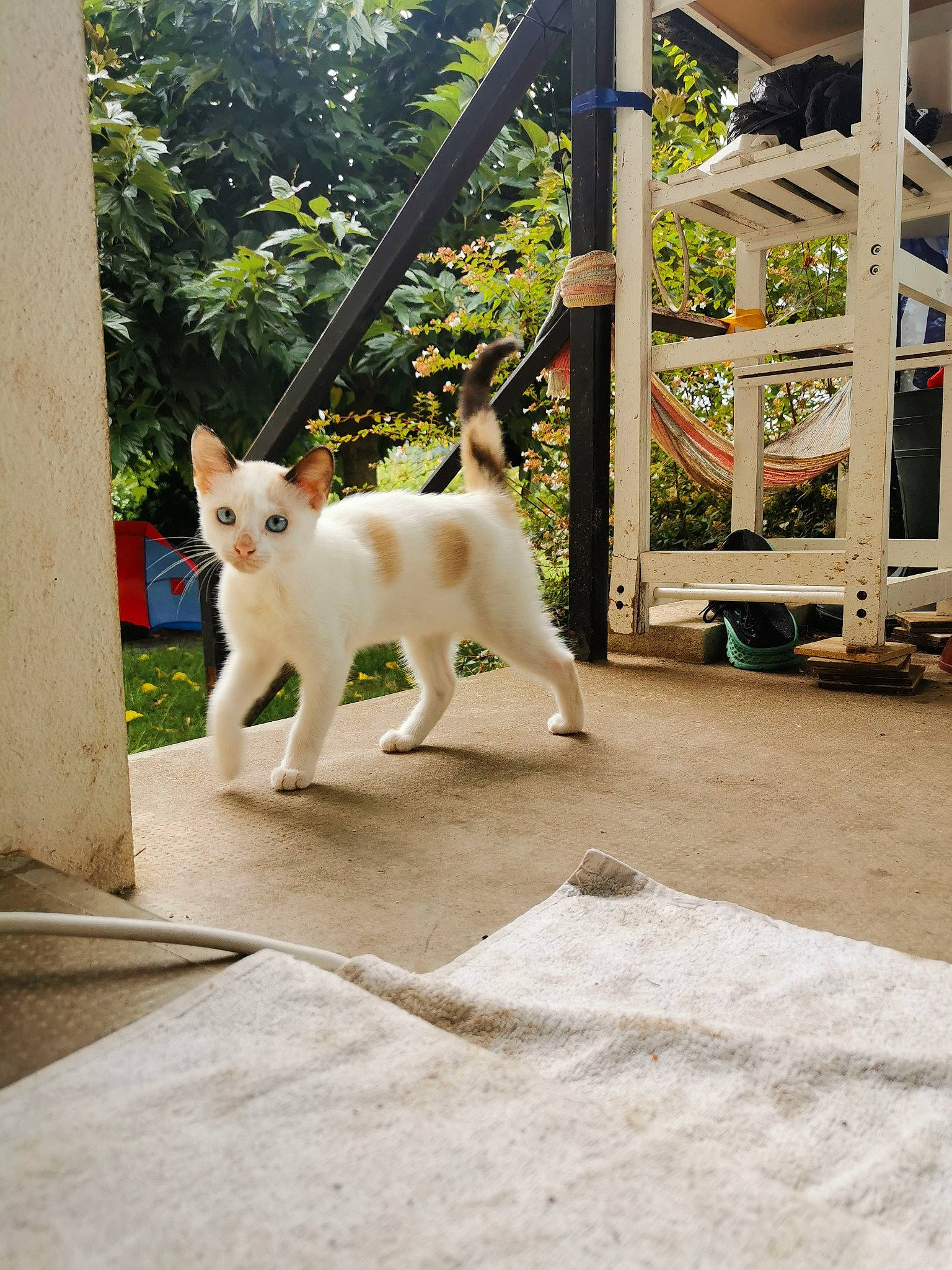 Maze a rejoint le concours — aidez-le/la à gagner de superbes lots ! building, canidae, carnivore, cat, companion_dog, dog_breed, domestic_short_haired_cat, fawn, felidae, flooring, grass, mammal, plant, small_to_medium_sized_cats, snout, sporting_group, tail, tree, whiskers, wood