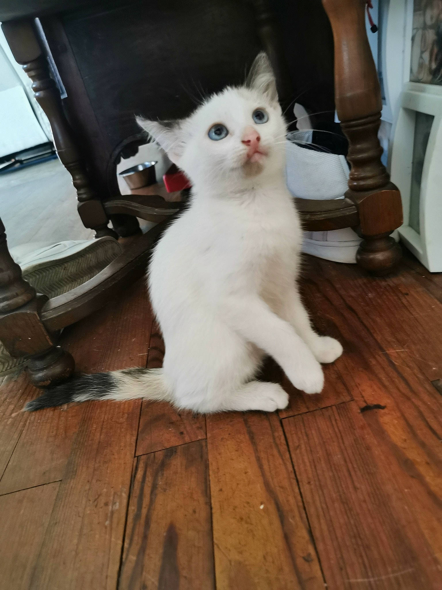 Maze a rejoint le concours — aidez-le/la à gagner de superbes lots ! carnivore, cat, domestic_short_haired_cat, eye, fawn, felidae, floor, flooring, fur, hardwood, laminate_flooring, paw, plank, small_to_medium_sized_cats, snout, tail, whiskers, wood, wood_flooring, wood_stain