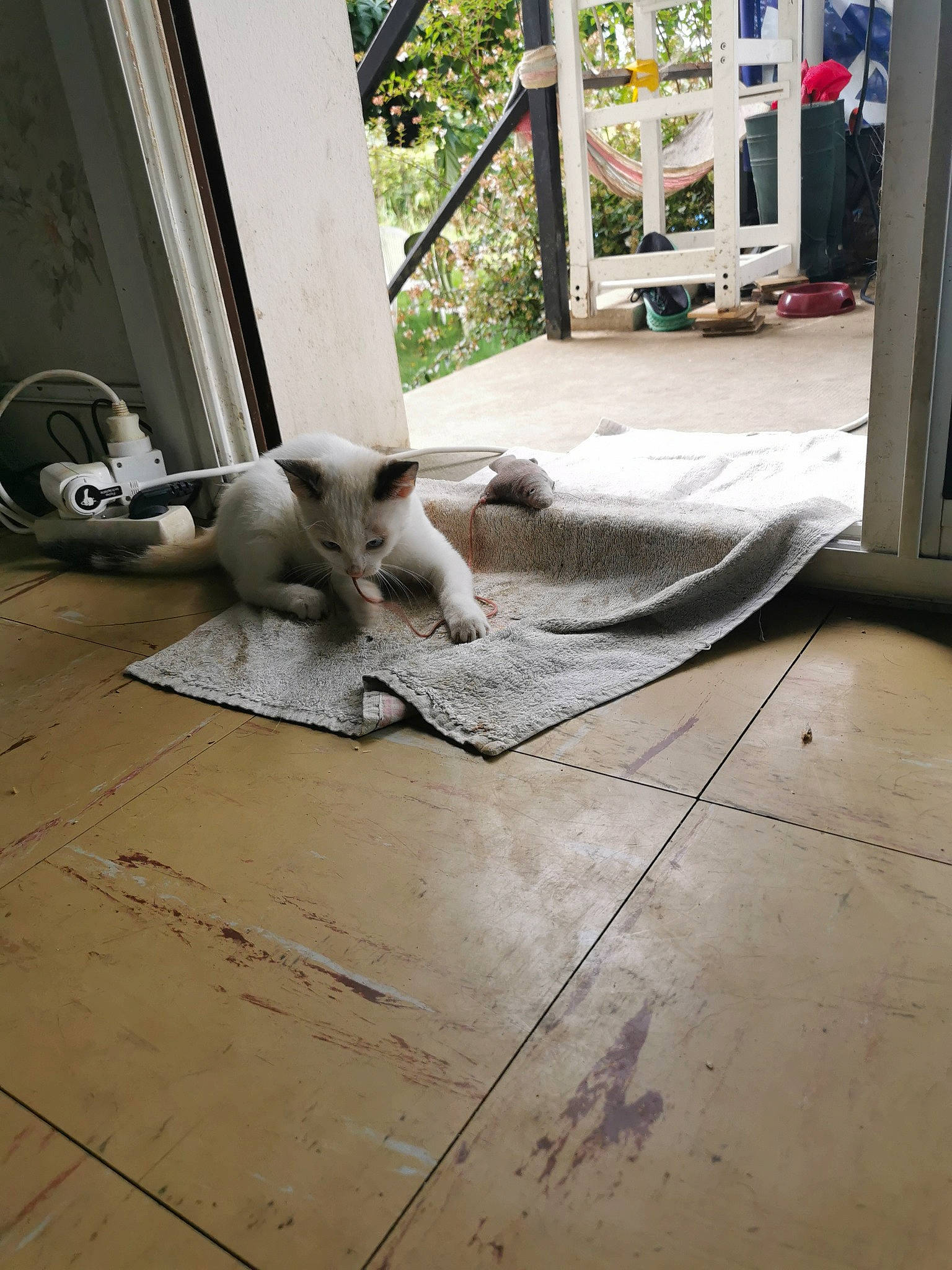 Maze participe au concours pour gagner de l'argent avec cette photo : carpet, cat, comfort, companion_dog, fawn, felidae, floor, flooring, hardwood, human_leg, laminate_flooring, living_room, plant, room, small_to_medium_sized_cats, sporting_group, tail, tile, wood, wood_flooring