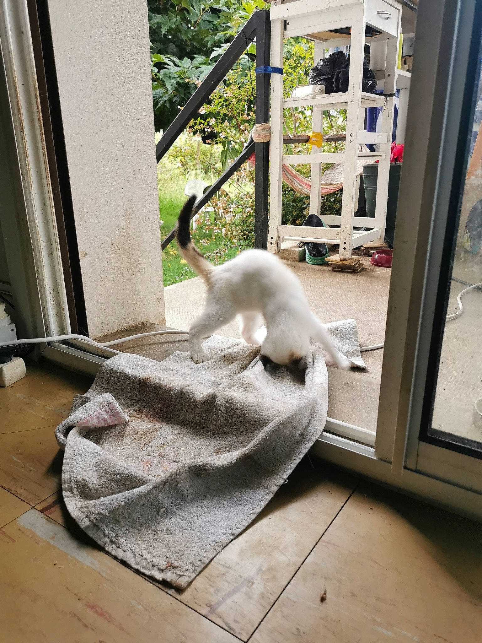 Maze participe au concours pour gagner de l'argent avec cette photo : chair, comfort, companion_dog, door, felidae, floor, flooring, fur, hardwood, house, interior_design, linens, plant, room, small_to_medium_sized_cats, tail, textile, window, wood, wood_flooring