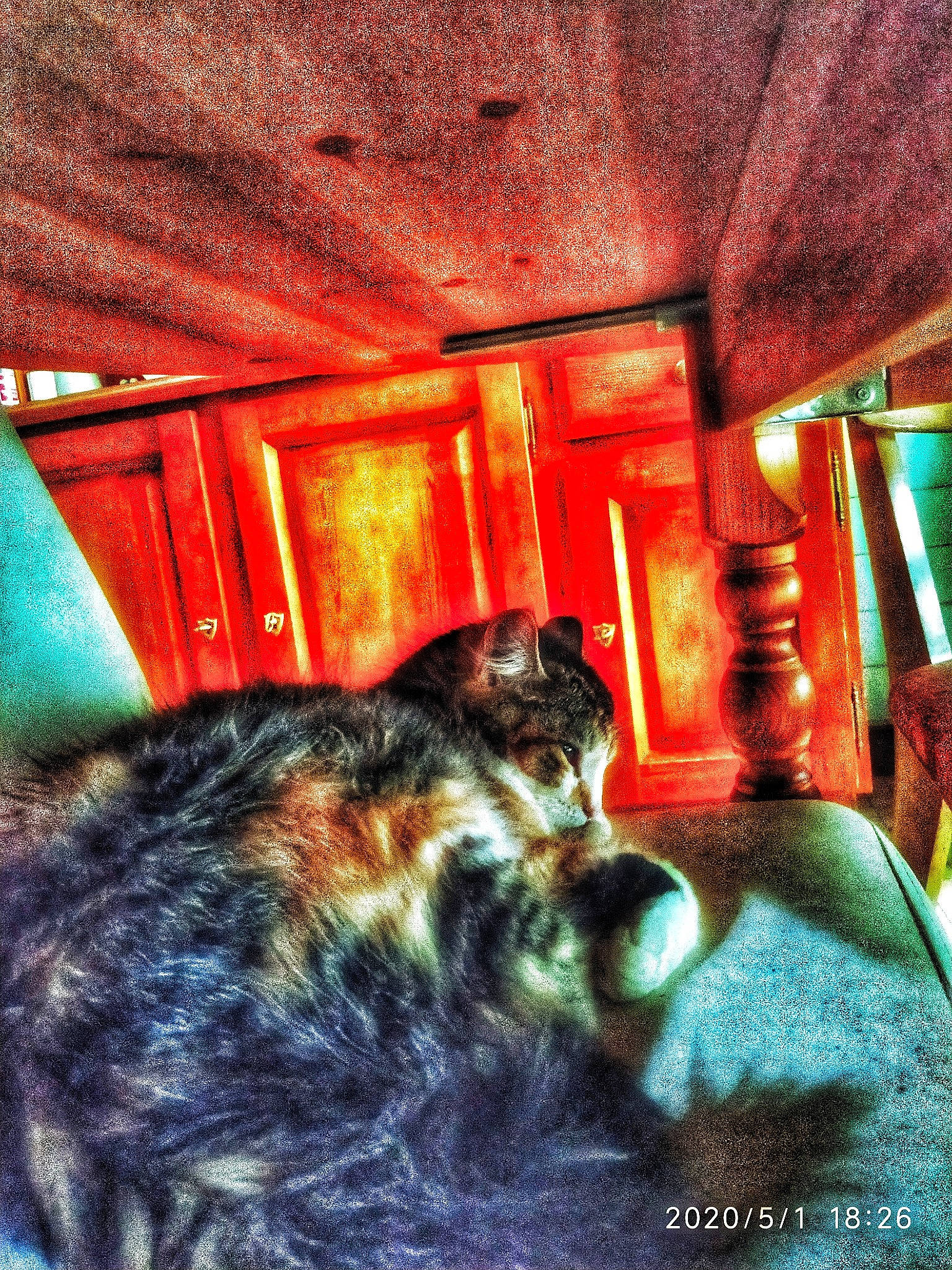 Mini a rejoint le concours — aidez-le/la à gagner de superbes lots ! house, room