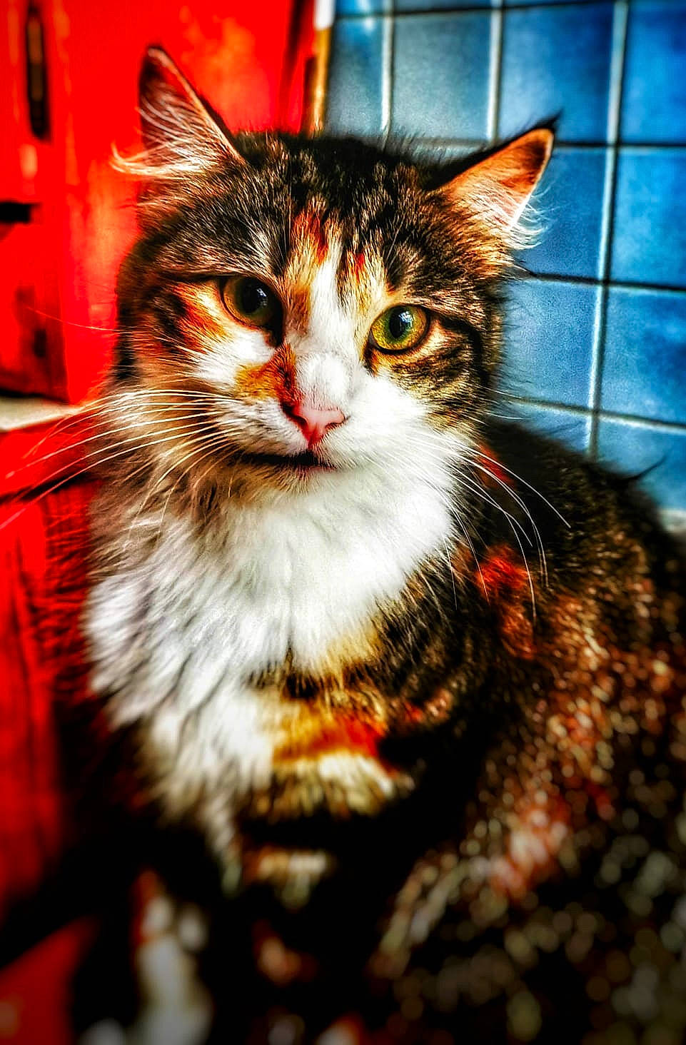 Mini participe au concours pour gagner de l'argent avec cette photo : aegean_cat, american_wirehair, asian, carnivore, cat, domestic_short_haired_cat, european_shorthair, felidae, fur, kitten, mammal, norwegian_forest_cat, small_to_medium_sized_cats, snout, tabby_cat, toyger, whiskers, wild_cat