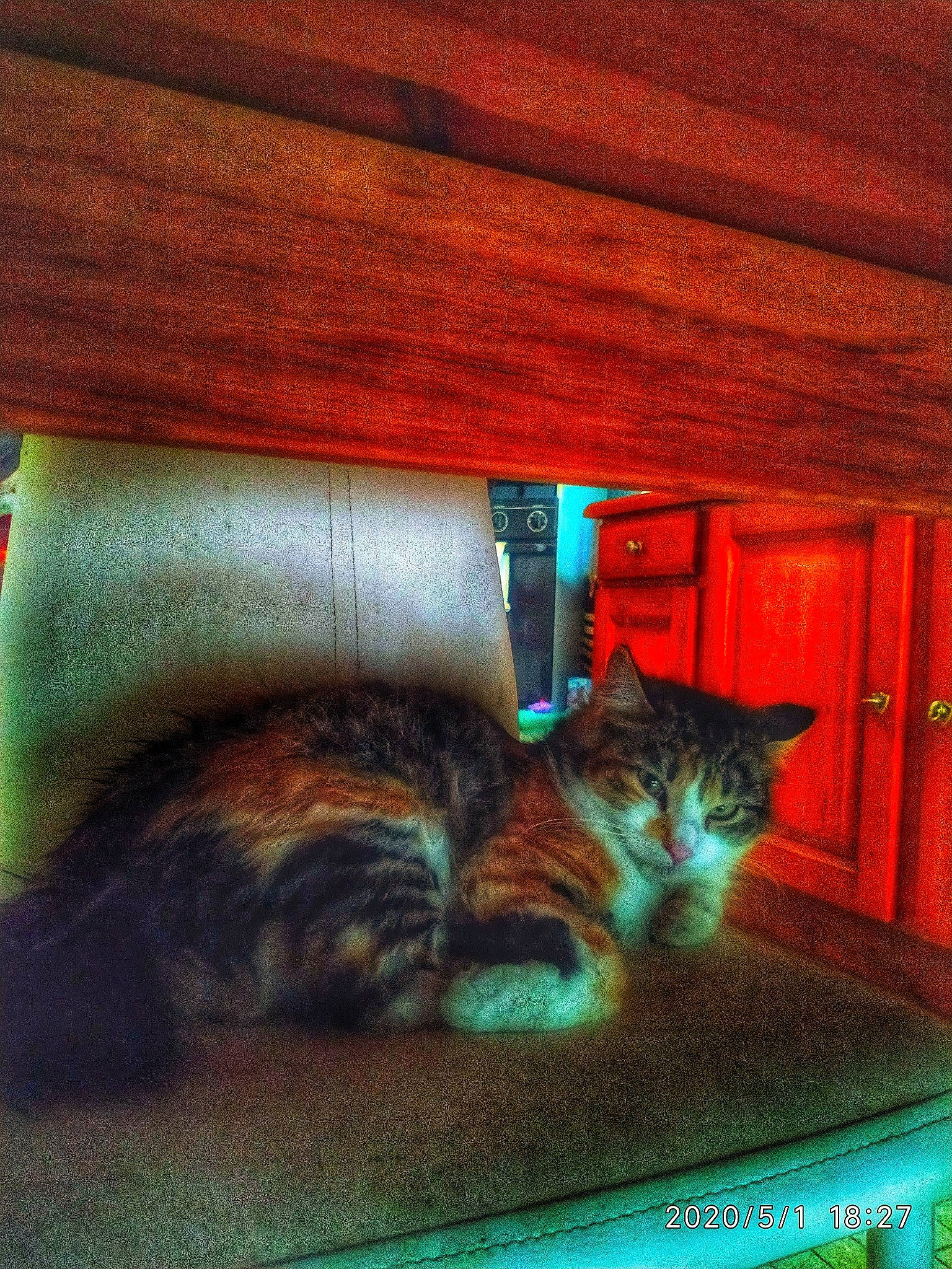 Mini a rejoint le concours — aidez-le/la à gagner de superbes lots ! carnivore, cat, domestic_short_haired_cat, european_shorthair, felidae, small_to_medium_sized_cats, tabby_cat, tail, whiskers