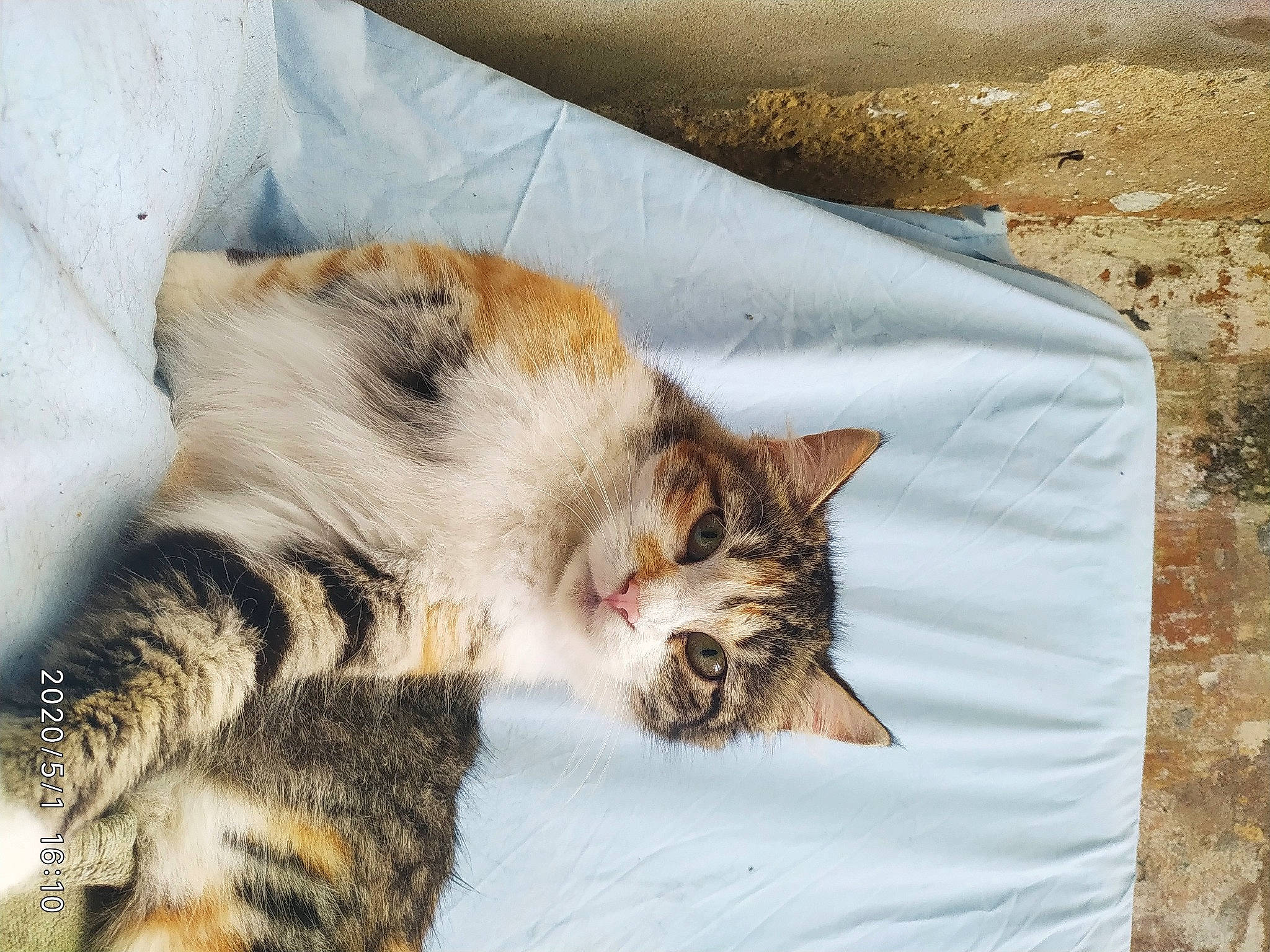 Mini participe au concours pour gagner de l'argent avec cette photo : aegean_cat, carnivore, cat, claw, domestic_short_haired_cat, dragon_li, ear, european_shorthair, eye, felidae, fur, kitten, mammal, nap, nose, sleep, small_to_medium_sized_cats, tabby_cat, whiskers, wild_cat