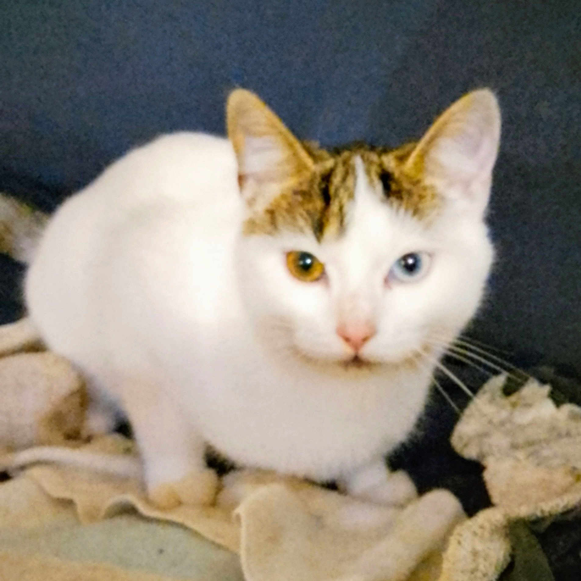 Bulma participe au concours pour gagner de l'argent avec cette photo : abyssinian, angora, animal, cat, kitten, manx, pet, siamese, white