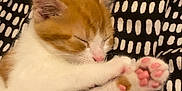 Ariel is registered to the contest to win money with this photo: adorable, animal, blanket, cat, close_up, cozy, cute, domestic_animal, fur, indoor, kitten, orange_and_white, patterned_blanket, paw, pet, pink_paw_pads, resting, sleeping, small, young_cat