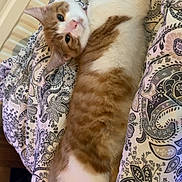 Ariel is registered to the contest to win money with this photo: animal, bed, bedspread, cat, cozy, curious, cute, domestic_cat, feline, fur, indoor, orange_cat, paisley_pattern, patterned_bedspread, pet, relaxed, sleepy, stretching, whiskers, white_cat