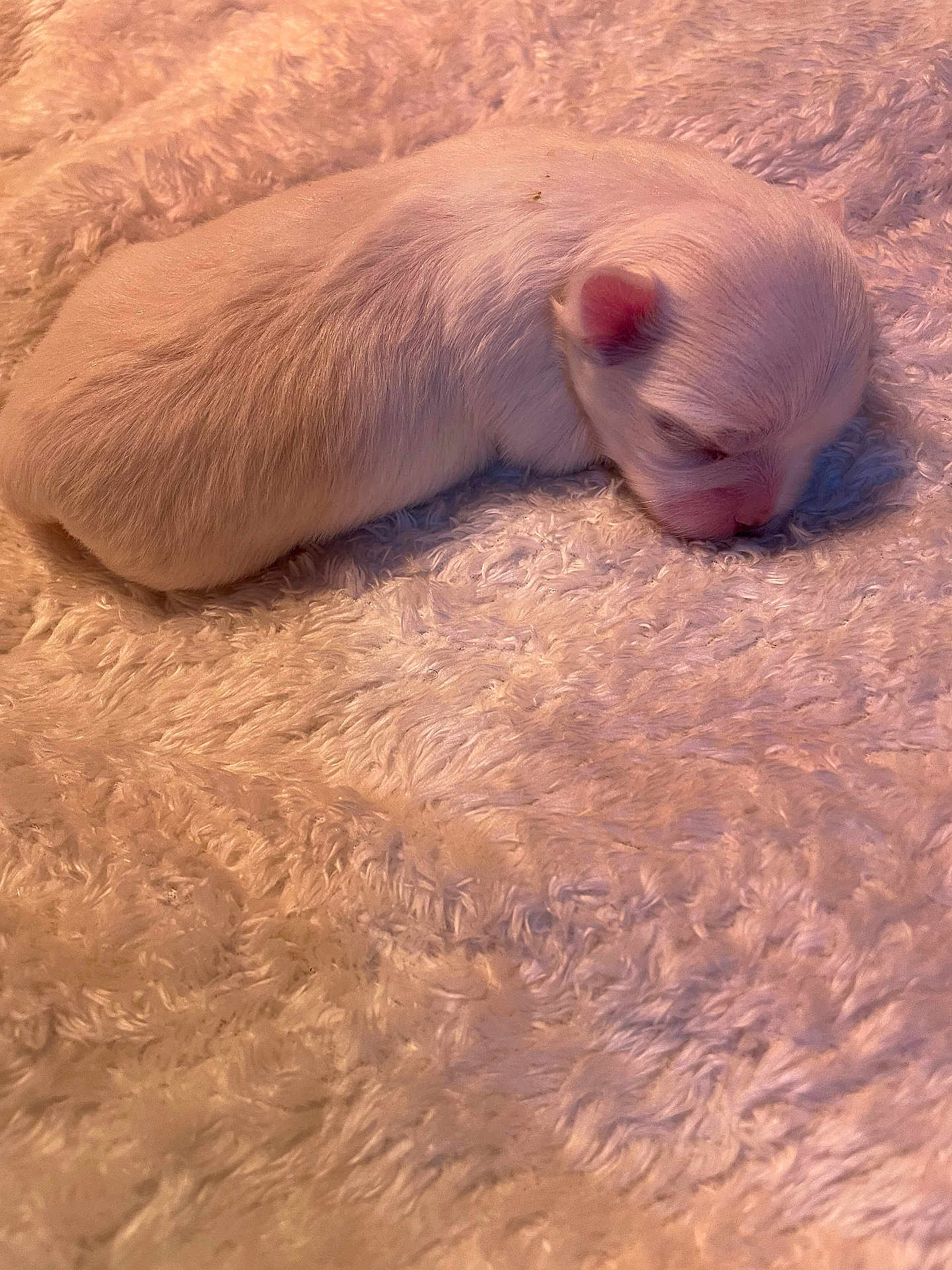 Rosiers Christine a rejoint le concours — aidez-le/la à gagner de superbes lots ! puppy, newborn, sleeping, white_fur, fluffy_blanket, cozy, soft_texture, animal, pet, cute, small, young, resting, indoors, closeup, fur, mammal, calm, peaceful, warm_light