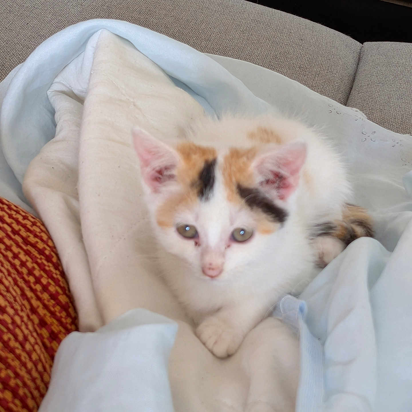 Blanche participe au concours pour gagner de l'argent avec cette photo : kitten, calico, cat, animal, pet, feline, cute, small, white, orange, black, fur, ears, eyes, blanket, fabric, indoor, cozy, resting, soft