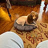 Tyson joined the competition — help win amazing prizes! dog, poodle, pet, indoor, floor, rug, cushion, quilt, bedspread, wooden_floor, human_legs, pants, foot, furniture_leg, home, cozy, curly_fur, resting, animal, living_room