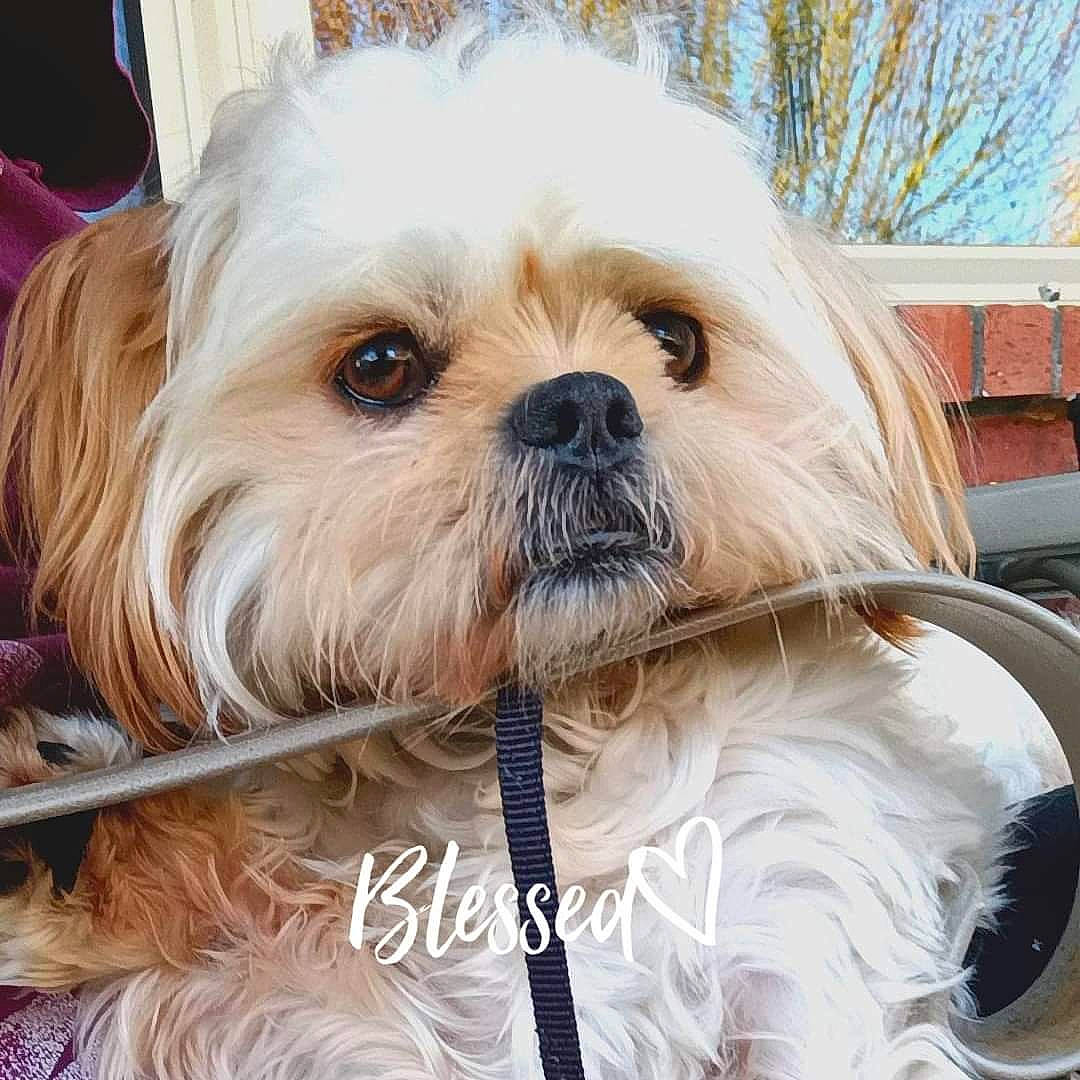 Nico is registered to the contest to win money with this photo: canidae, carnivore, collar, companion_dog, dog, dog_breed, dog_supply, fawn, fur, liver, mammal, shih_poo, shih_tzu, small_terrier, snout, sporting_group, terrier, toy_dog, vertebrate, working_animal