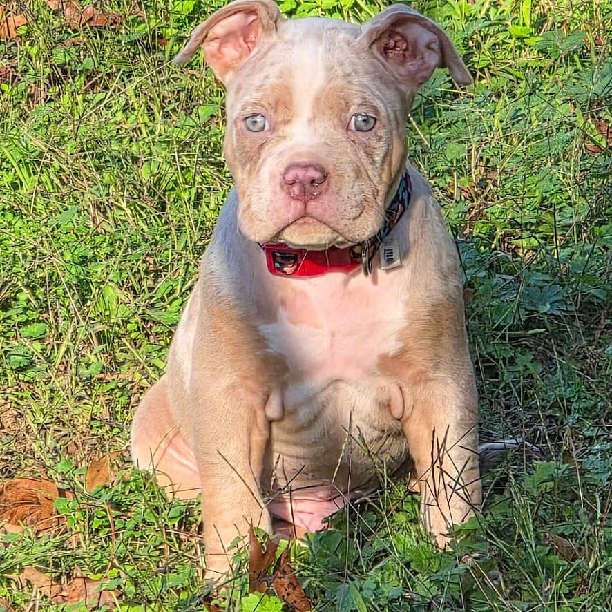 Loki is registered to the contest to win money with this photo: animal, collar, cute, dog, ears, expression, fur, grass, greenery, leaf, nature, nose, outdoor, pet, plant, portrait, puppy, sitting, sunlight, young_dog