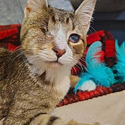 Theo joined the competition — help win amazing prizes! animal, brown, cat, close-up, cute, domestic, feather, feline, fur, household, indoor, laying, one-eyed, pet, relaxed, striped, tabby, toy, whiskers, white