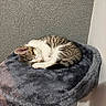Snowball is registered to the contest to win money with this photo: animal, cat, cat_tree, cozy, cute, feline, fluffy, fur, indoor, kitten, nap, peaceful, pet, resting, sleeping, small, soft, tabby, texture, white