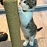 Snowball is registered to the contest to win money with this photo: animal, cat, claws, curious, cute, domestic, eye, feline, fur, indoor, kitten, pet, playful, scratching_post, small, standing, toy, whiskers, wooden_floor, young