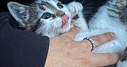 Snowball is registered to the contest to win money with this photo: adorable, animal, black_background, cat, claws, closeup, cute, domestic, feline, fur, hand, interaction, kitten, paw, pet, playful, ring, tongue_out, whiskers, young