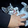 adorable, animal, black_background, cat, claws, closeup, cute, domestic, feline, fur, hand, interaction, kitten, paw, pet, playful, ring, tongue_out, whiskers, young