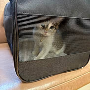 Snowball joined the competition — help win amazing prizes! animal, black, cage, cat, collar, couch, curious, cute, domestic, fur, furniture, indoor, kitten, leather, looking, mesh, pet_carrier, resting, small, whiskers