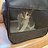 animal, black, cage, cat, collar, couch, curious, cute, domestic, fur, furniture, indoor, kitten, leather, looking, mesh, pet_carrier, resting, small, whiskers