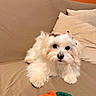 animal, beige_couch, bow, companion, couch, cozy, cute, dog, fluffy, home, indoor, knitted_carrot, looking_at_camera, pet, pillow, playful, relaxed, small_dog, toy, white_dog