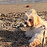 Azzurra a rejoint le concours — aidez-le/la à gagner de superbes lots ! animal, beach, bow, cute, dog, fluffy, leash, nature, outdoor, pebbles, pet, relaxing, sand, side_view, summer, sunlight, tongue_out, water, waves, white