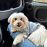 animal, car_interior, car_seat, clothing, companion, cute, denim, dog, fluffy, human_leg, indoor, jeans, lap, mirror, pet, small_dog, sweater, tongue_out, white_dog, window