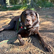 Clover joined the competition — help win amazing prizes! canine, chocolate_labrador, close_up, collar, dirt, dog, forest, fur, id_tag, labrador, leash, nature, outdoors, paws, pet, portrait, resting, shadows, sunlight, trail