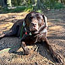 canine, chocolate_labrador, close_up, collar, dirt, dog, forest, fur, id_tag, labrador, leash, nature, outdoors, paws, pet, portrait, resting, shadows, sunlight, trail