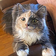 Willow joined the competition — help win amazing prizes! animal_portrait, brown_armrest, cat, close_up, curious, cute, domestic_animal, feline, fluffy, home, indoor, looking_at_camera, mammal, pet, relaxed, soft_fur, split_face, whiskers, white_paws, wide_eyes