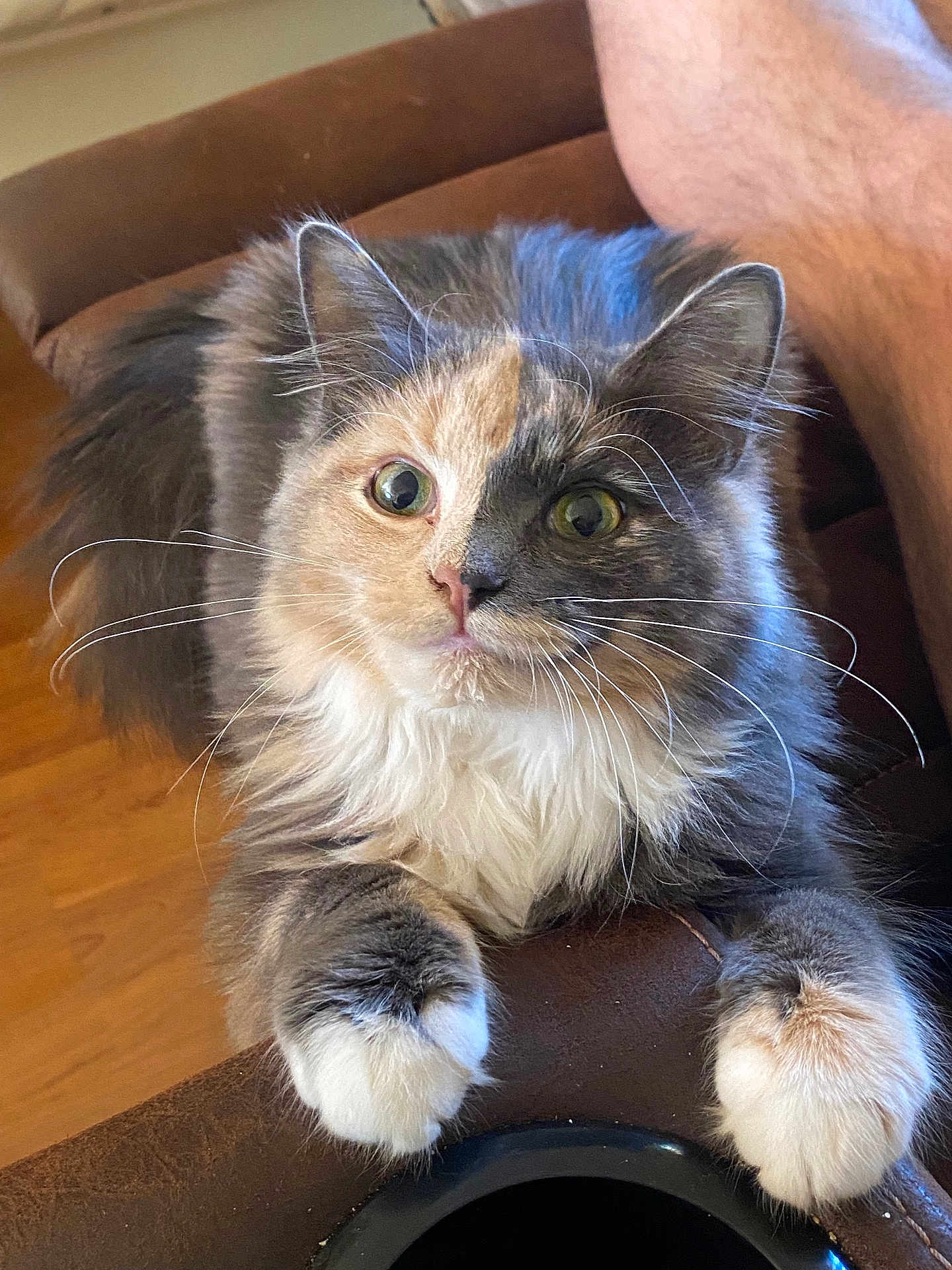 Willow