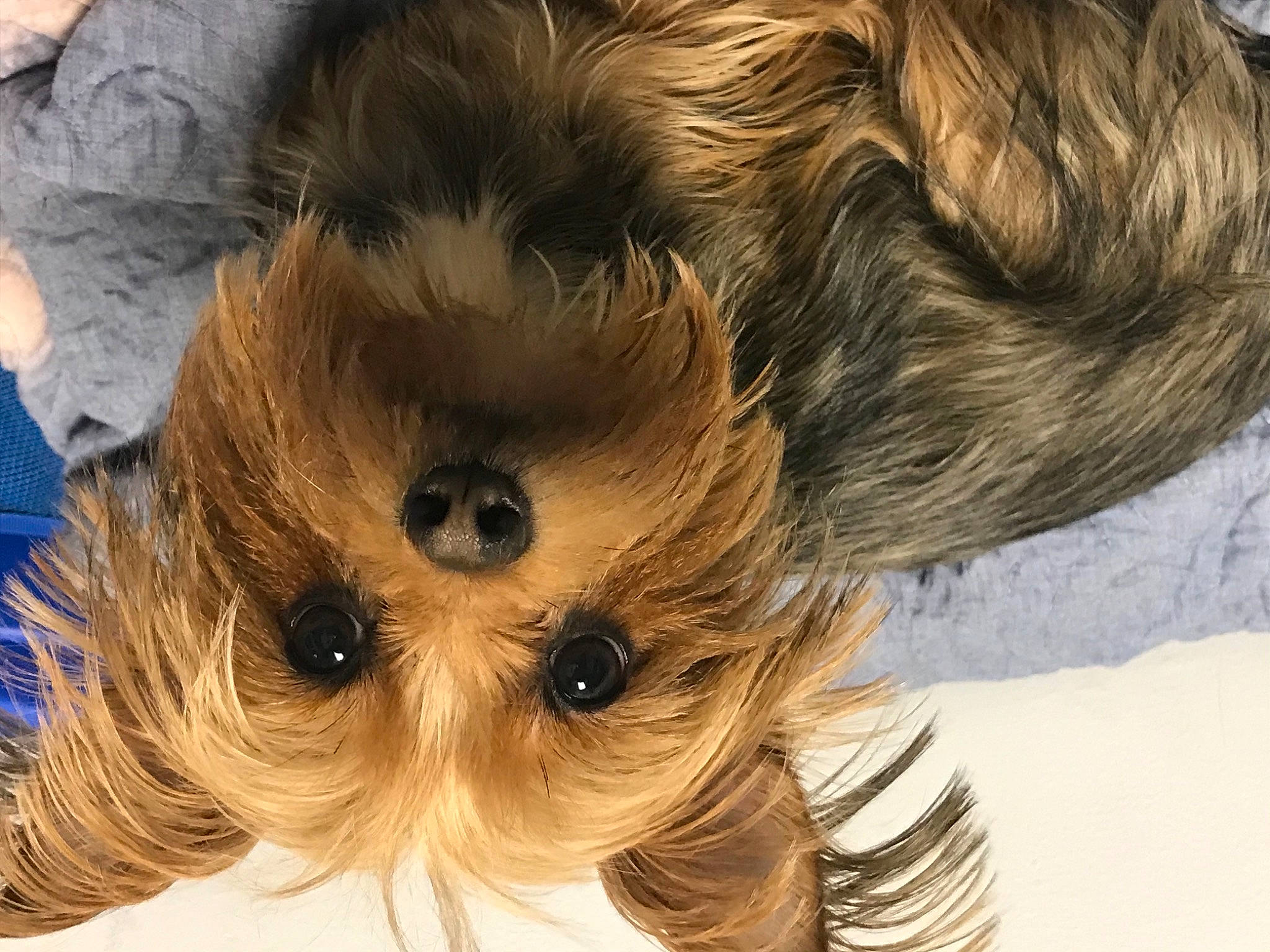 Phoebe joined the competition — help win amazing prizes! biewer_terrier, canidae, carnivore, companion_dog, dog, dog_breed, fawn, fur, liver, maltepoo, puppy_love, small_terrier, snout, sporting_group, terrestrial_animal, terrier, toy, toy_dog, whiskers, working_animal
