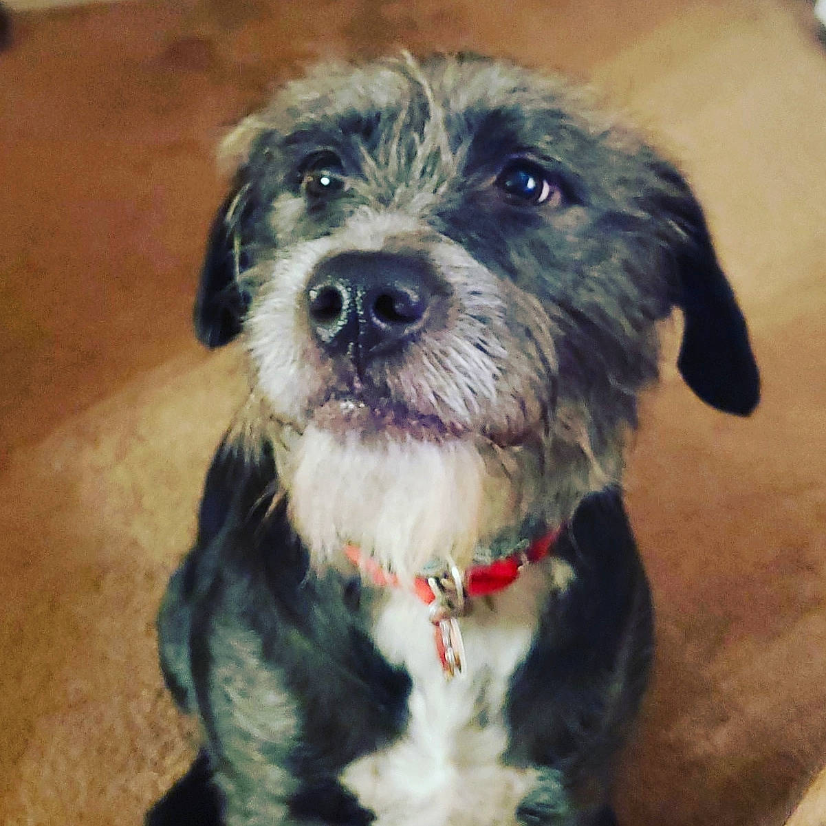 Blackie joined the competition — help win amazing prizes! canidae, carnivore, catalan_sheepdog, companion_dog, dog, dog_breed, irish_wolfhound, mammal, miniature_schnauzer, poodle_crossbreed, rare_breed_dog, schnauzer, schnoodle, small_terrier, snout, sporting_group, sporting_lucas_terrier, terrier, tibetan_terrier, vertebrate